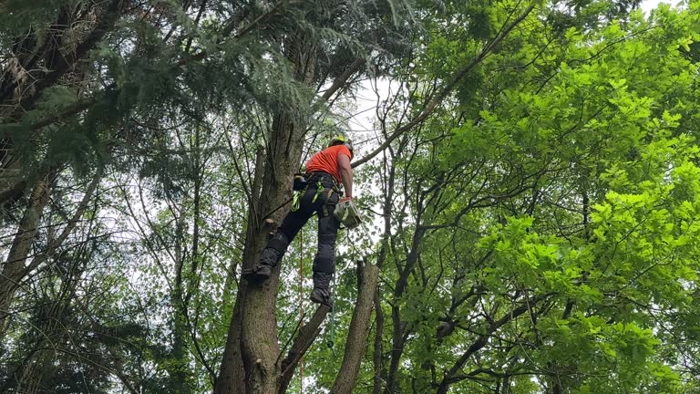 Best Arborist Consultation Services  in Rotan, TX