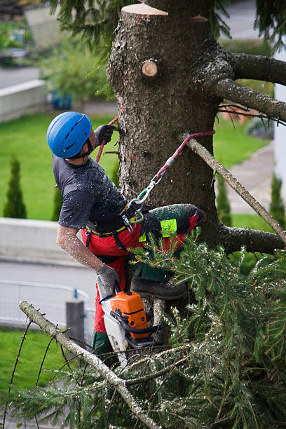 How Our Tree Care Process Works  in  Rotan, TX